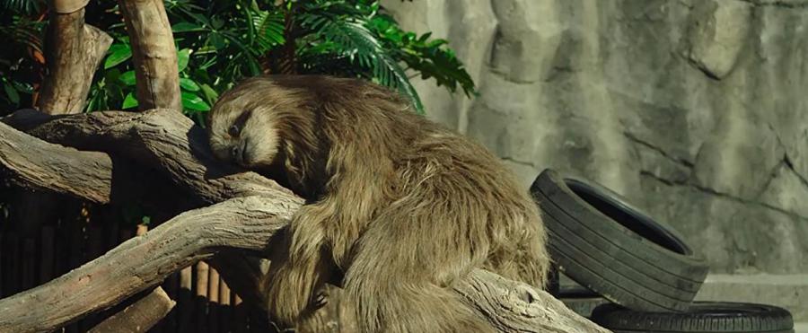 Un zoológico extraordinario